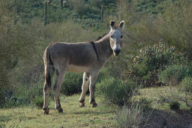 a burro shows a little less interest in me than i do in him